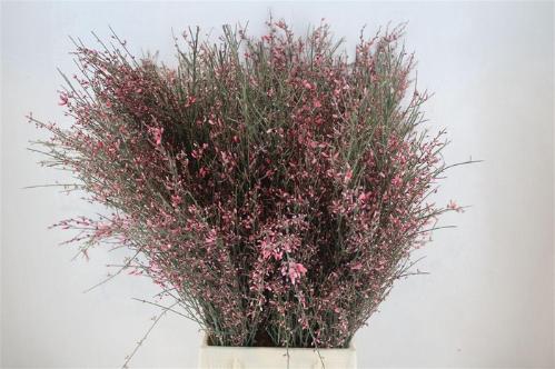 Genista kleurbehandeld H%