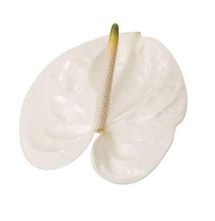 Anthurium Andreanum Grp 'Adina'
