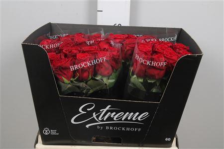 Rosa grootbloemig Red Naomi!