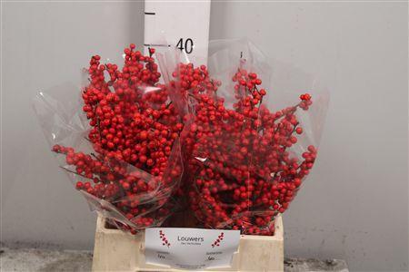 Ilex verticillata Magical Supreme Red
