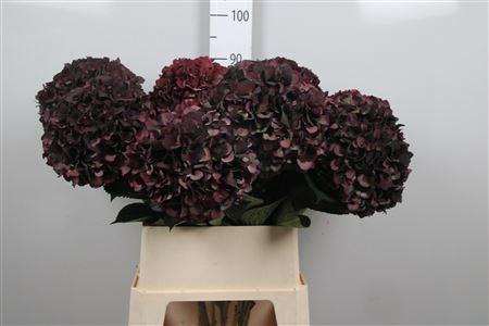 Hydrangea macrophylla Magical Rubyred (classic paars)