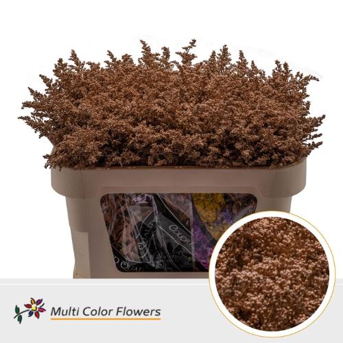Solidago kleurbehandeld H%