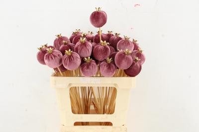 Huis en tuindecoratie overig H%