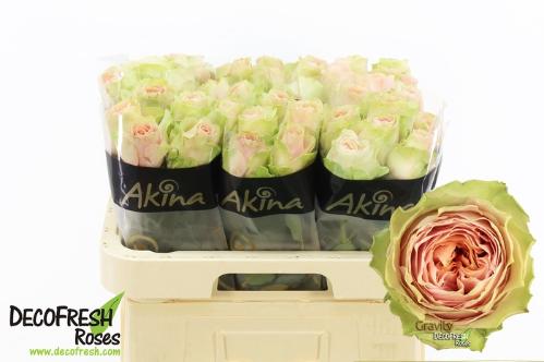 Rosa grootbloemig G-Force