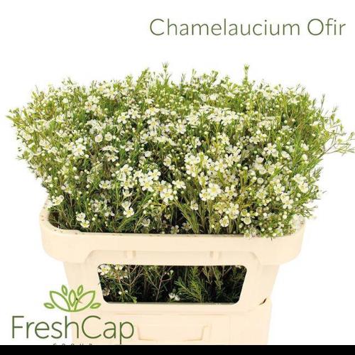 Chamelaucium uncinatum 'Ofir'