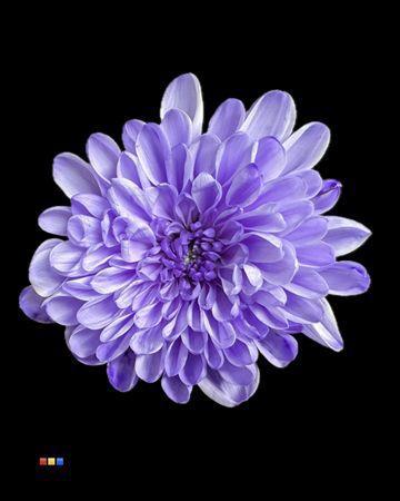 Chrysanthemum Indicum Grp tros kas kleurbehandeld H%