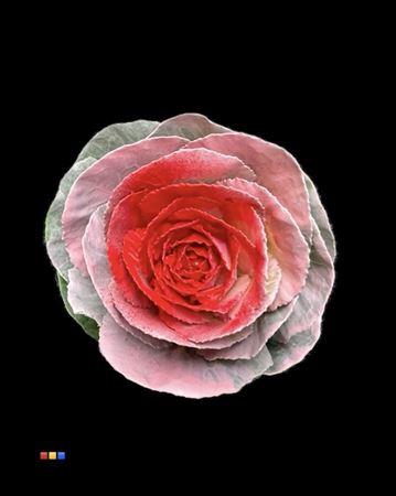 Brassica oleracea kleurbehandeld H%