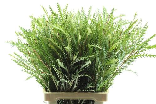 Grevillea 'Ivanhoe Bronze'