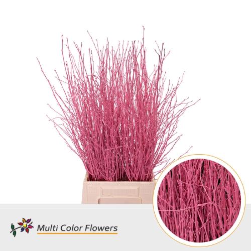Betula kleurbehandeld H%