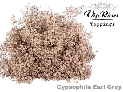 Gypsophila overig kleurbehandeld H%