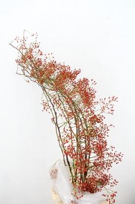 Rosa 'Corallo' (rozenbottel)