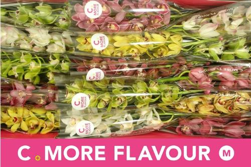 Cymbidium mini per tak gemengd