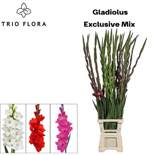 Gladiolus grootbloemig gemengd in fust