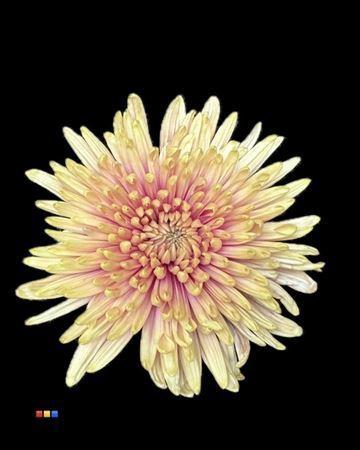 Chrysanthemum (Indicum Grp) geplozen Topspin kleurbehandeld H%