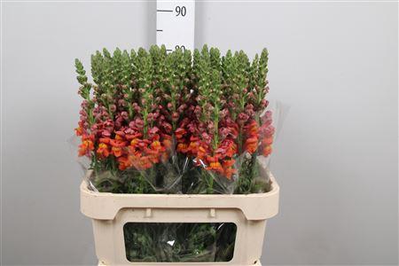 Antirrhinum majus 'Potomac Dark Orange'
