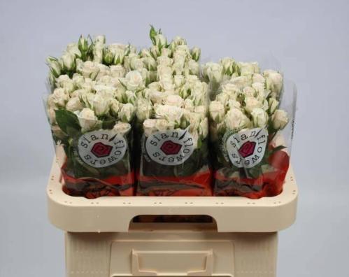 Rosa tros Royal Porcelina