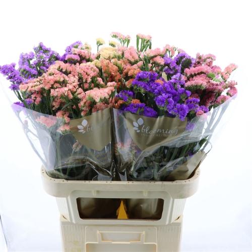 Limonium sinuatum gemengd