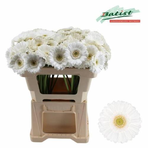 Gerbera mini 'Lobby'