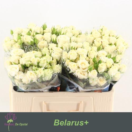 Rosa tros Belarus+