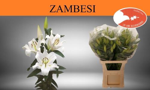 Lilium Oriental x Trumpet Grp 'Zambesi'
