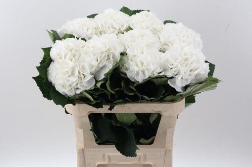 Hydrangea macrophylla 'Schneeball'