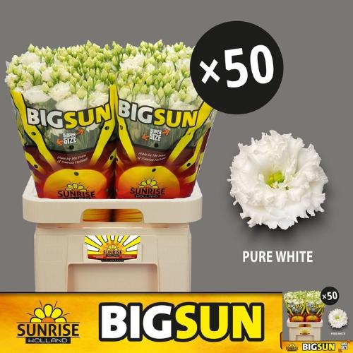 Eustoma russellianum gevuldbloemig 'Alissa Pure White'