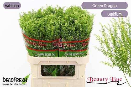 Lepidium virginicum Green Dragon