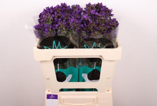 Campanula glomerata Bellanova Blue