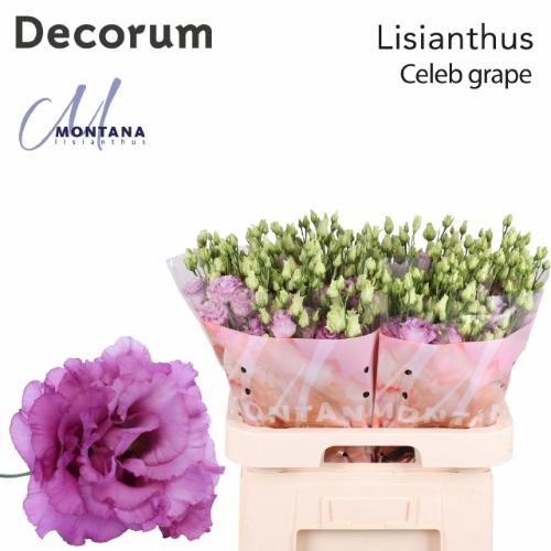 Eustoma russellianum gevuldbloemig 'Celeb Grape'