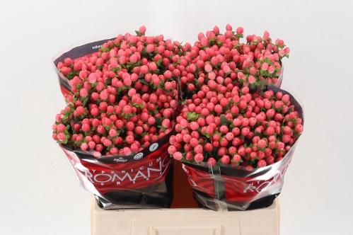 Hypericum androsaemum Sweet Romance