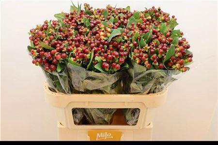 Hypericum x  inodorum Magical Cherry