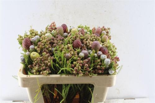 Kaaps groen gemengd in bos