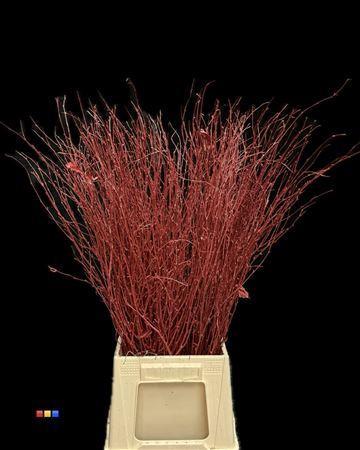 Betula per bos kleurbehandeld