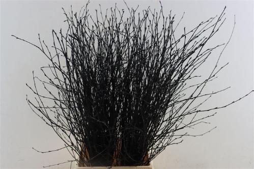 Betula kleurbehandeld H%