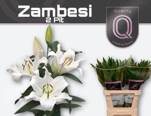 Lilium Oriental x Trumpet Grp 'Zambesi'