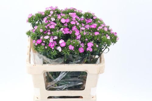 Dianthus barbatus 'Amazon Rose Magic'