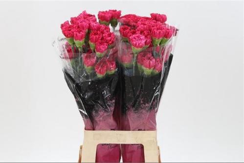 Dianthus standaard Bizet