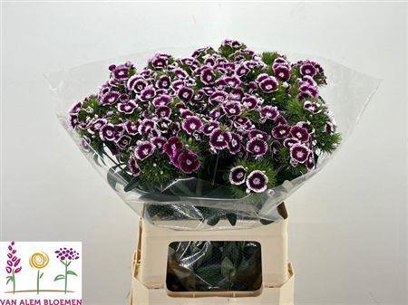 Dianthus barbatus 'Sweet Will Bicolour Purple'