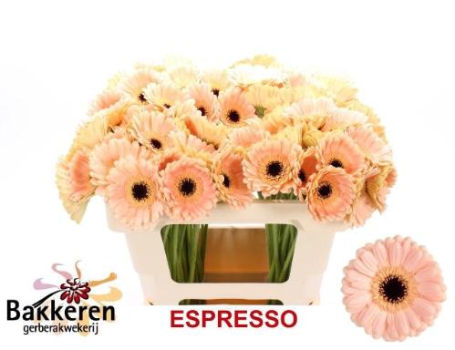 Gerbera mini Espresso