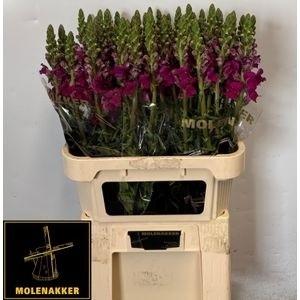 Antirrhinum majus Toulon Purple
