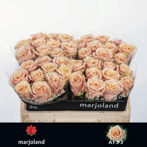 Rosa grootbloemig Bellini!