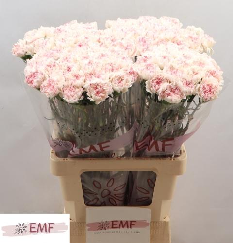 Dianthus standaard 'Yukari Cherry'