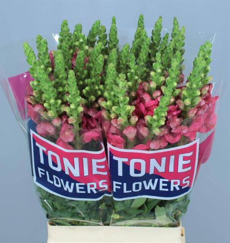Antirrhinum majus 'Avignon Cherry Rose'