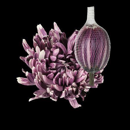 Chrysanthemum (Indicum Grp) geplozen Antonov kleurbehandeld H%