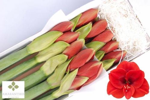 Hippeastrum Galaxy Grp 'Ferrari'