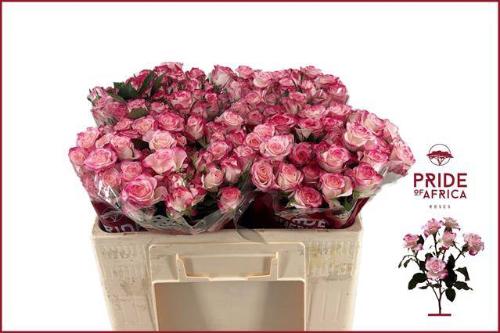Rosa tros Reflex