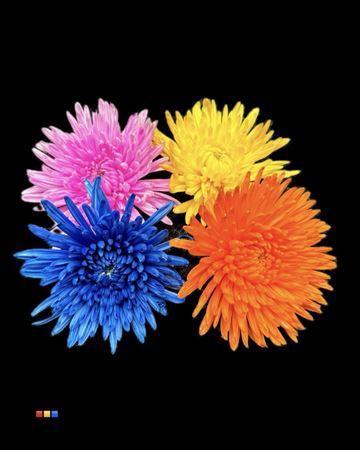 Chrysanthemum (Indicum Grp) geplozen Topspin kleurbehandeld H%
