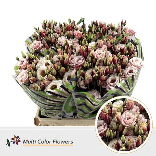 Eustoma russellianum enkel kleurbehandeld H%