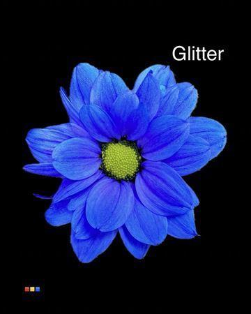 Chrysanthemum Indicum Grp tros kas kleurbehandeld H%