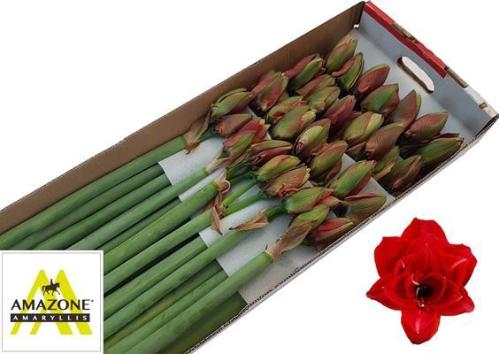 Hippeastrum Double Galaxy Grp Cherry Nymph